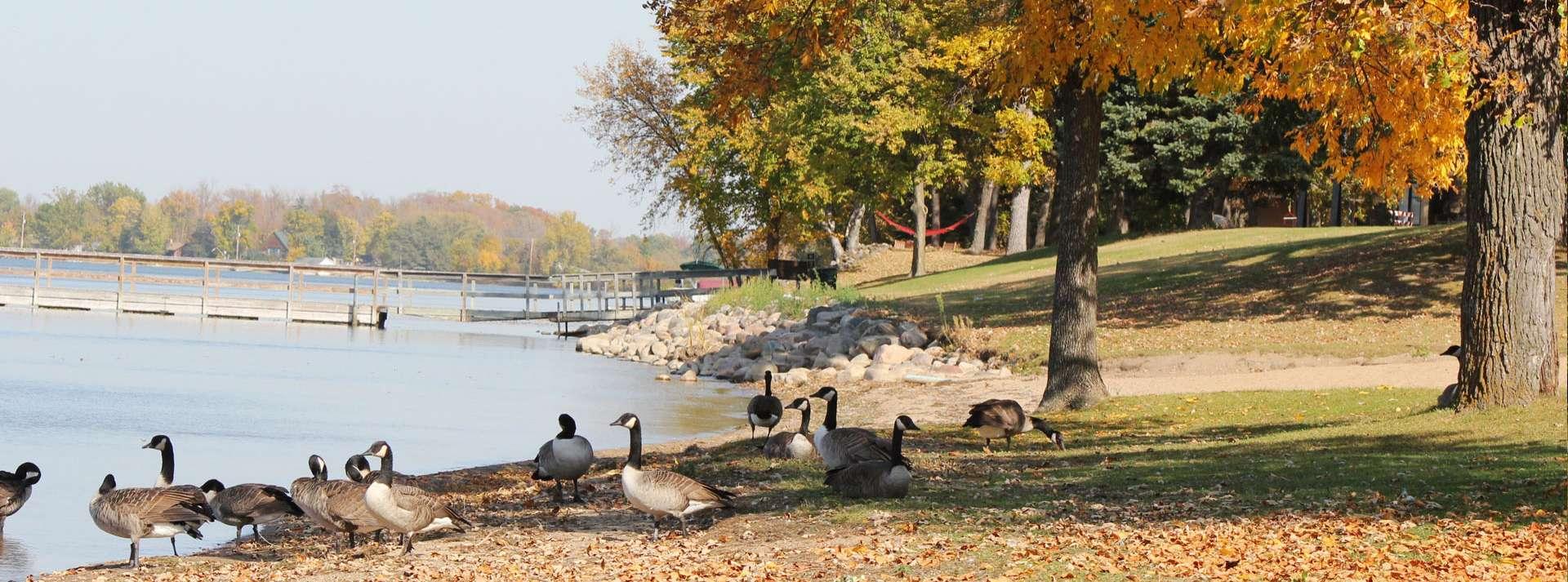 Geese near a pond