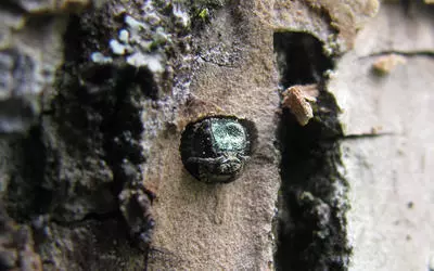 EAB Bug Emerging